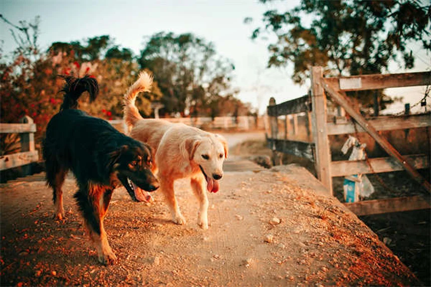 Cães podem usar cannabis medicinal? Descubra os fatos!