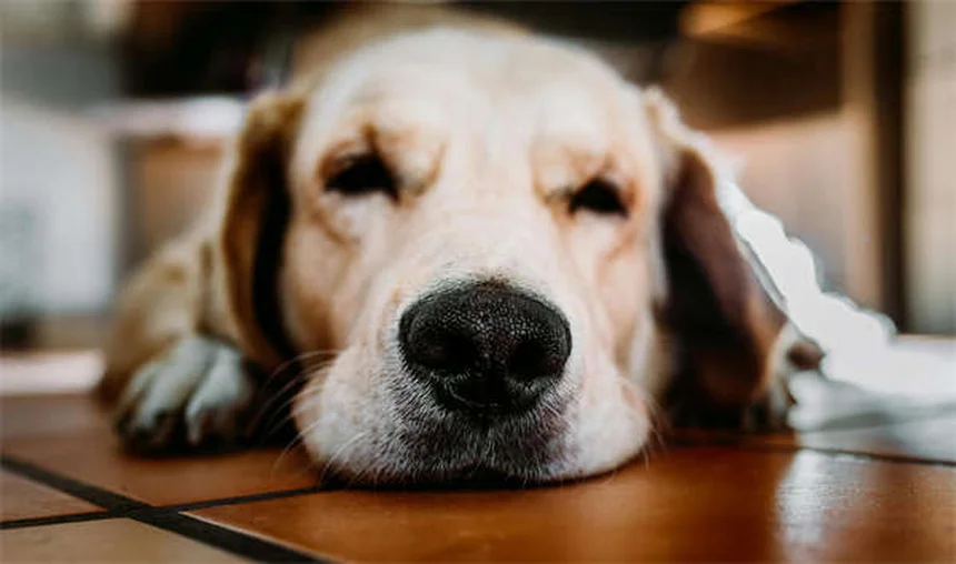 Como superar a dor da perda do seu cão: 5 estratégias comprovadas