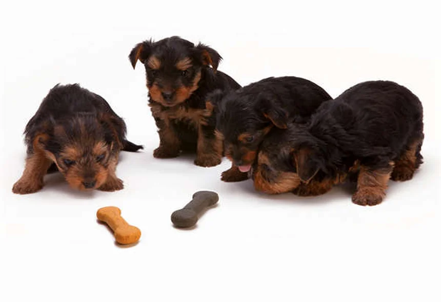 Como Elogiar Seu Cão: 5 Segredos para um Comportamento Incrível