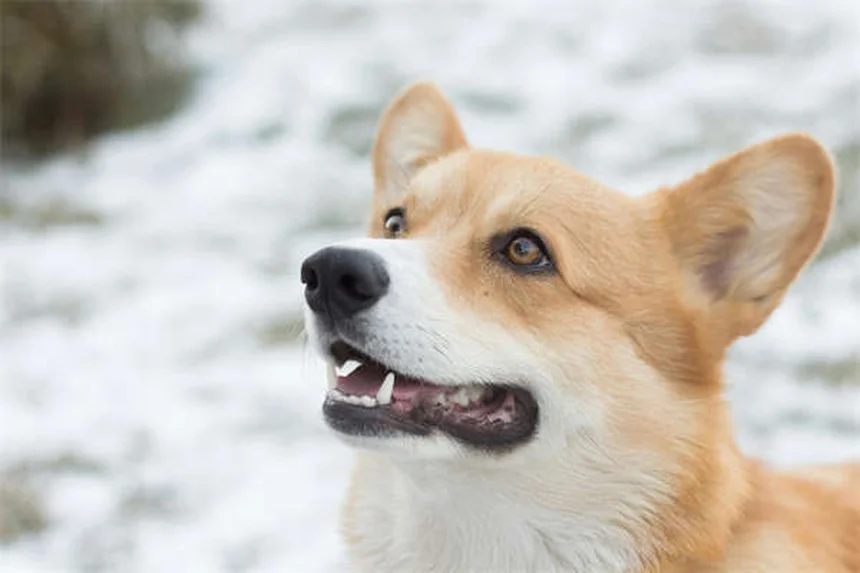 Siringomielia em Cães: Tudo o Que Você Precisa Saber Sobre SM e CM