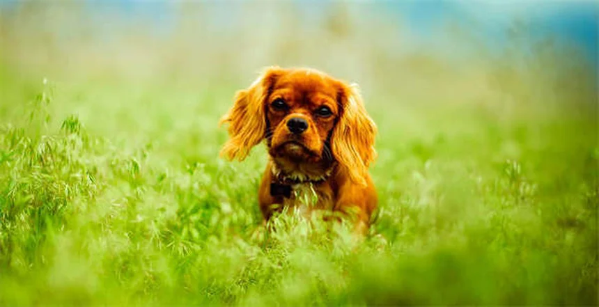 Corte de orelhas em cães: mitos e verdades que todo dono deve saber