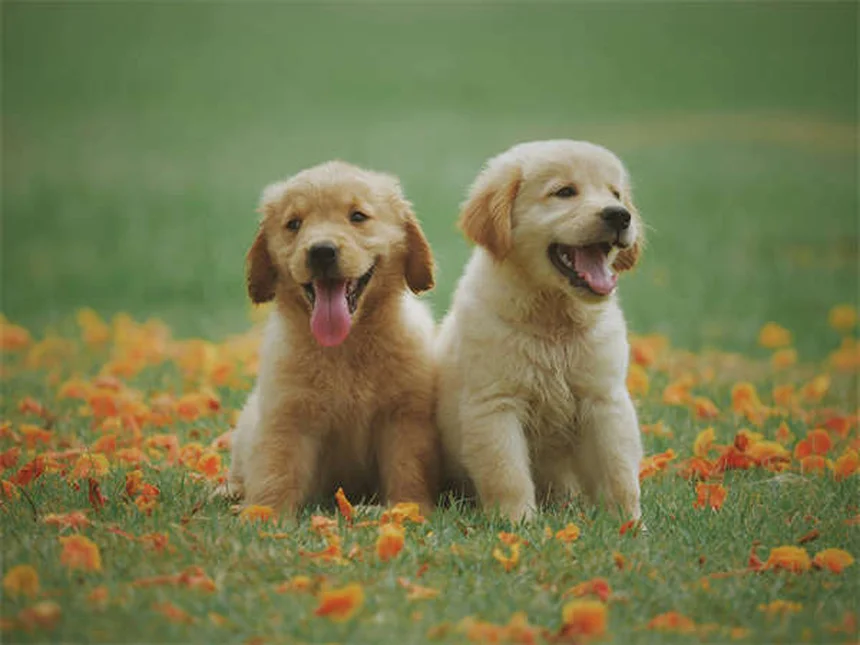 Doença de Lyme em Cães: Sintomas, Tratamento e Cuidados