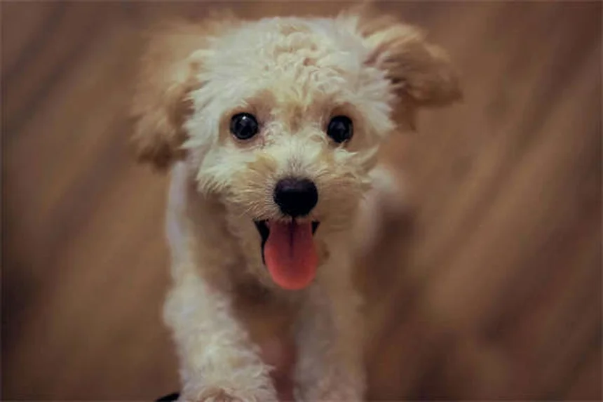 Spray nasal para cães: é seguro? Veja o que dizem os veterinários!