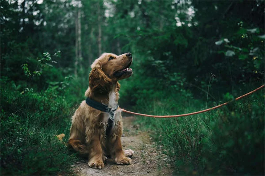 Spray nasal para cães: é seguro? Veja o que dizem os veterinários!