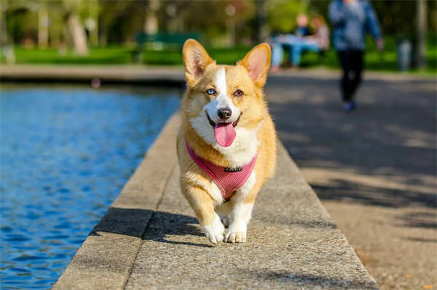 Ponte do Arco-Íris: O Poema que Conforta Donos de Pets em Luto
