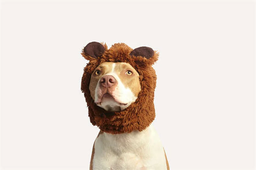 Levetiracetam para Cães e Gatos: Tudo o que Você Precisa Saber