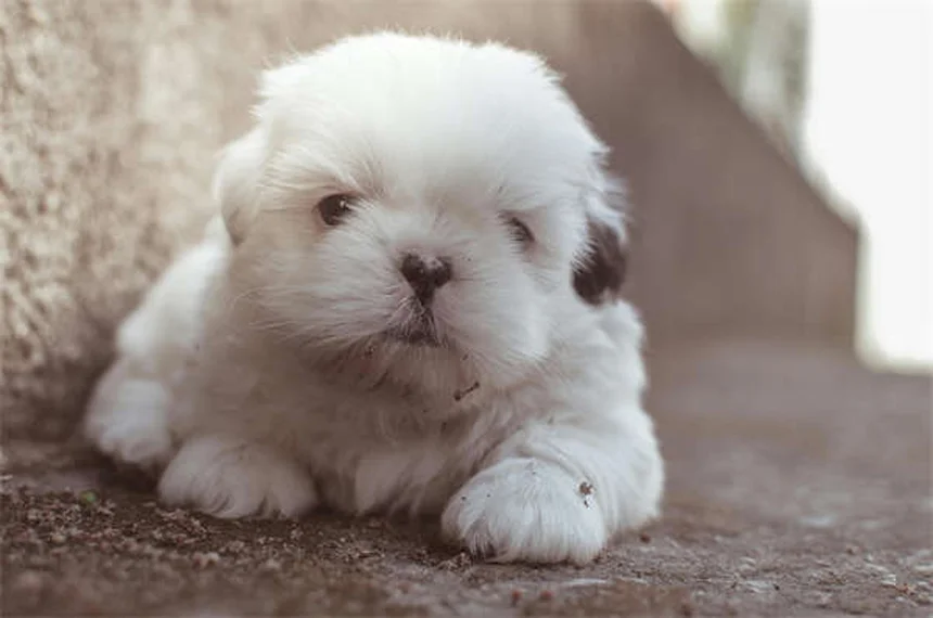 Itraconazol para Pets: Tudo o que Você Precisa Saber