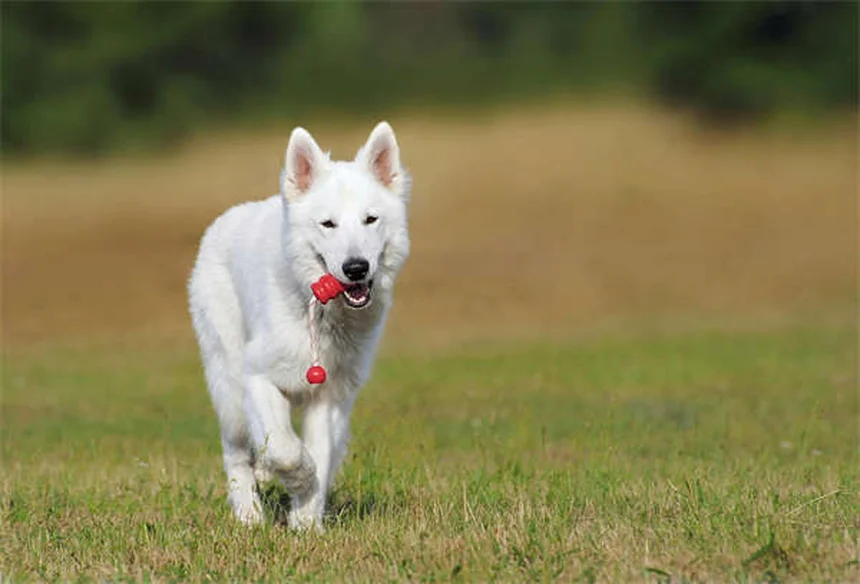 Brometo de Potássio para Cães: Tudo o que Você Precisa Saber