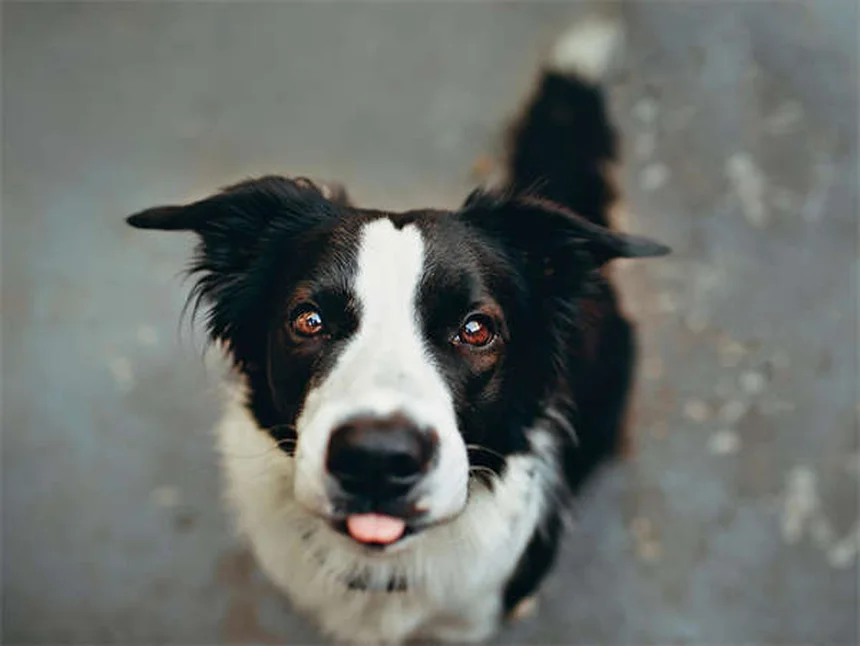 Cuidados com cão cego: 7 dicas essenciais para uma vida feliz