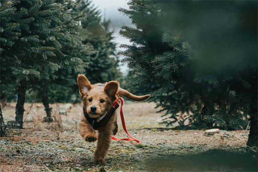 6 Razões Pelas Quais Seu Cão Cheira Mal (e Como Resolver)