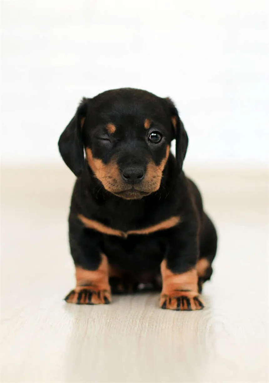 Epistaxe em Cães: O Que Fazer Quando Seu Cão Tem Sangramento Nasal?