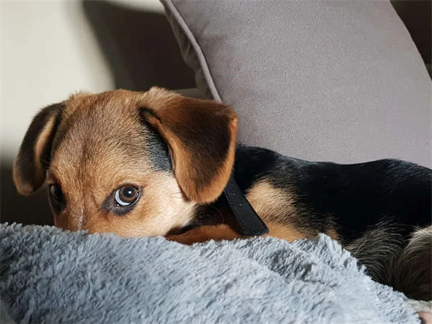 Como evitar que seu cachorrinho faça xixi em casa: 5 dicas infalíveis
