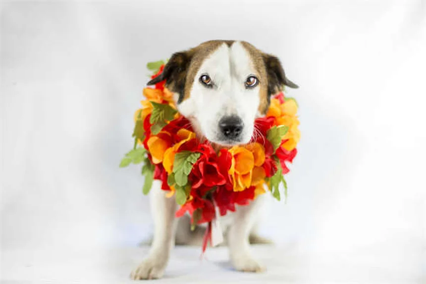 Como Passear Com Seu Cão no Verão: 10 Dicas Essenciais