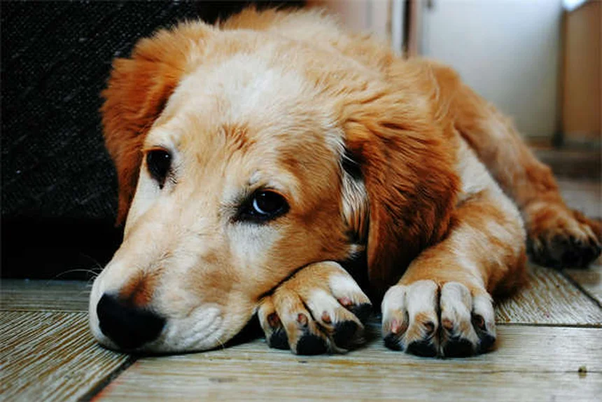 Carrapatos em cães: como proteger seu pet desses parasitas perigosos