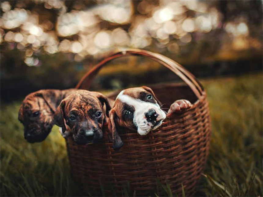 Benzodiazepínicos para cães: perigo ou tratamento?