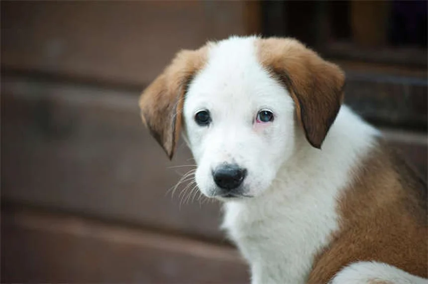 Benzodiazepínicos para cães: perigo ou tratamento?