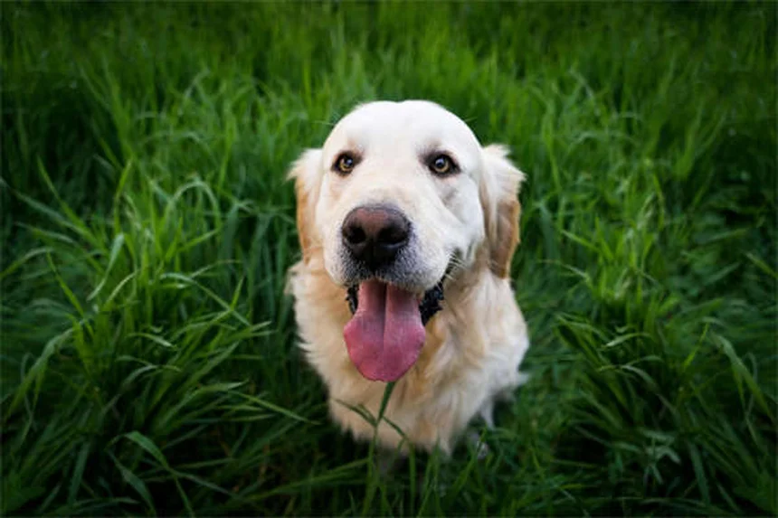 Por que os cães lambem nossas feridas? Descubra os riscos e benefícios