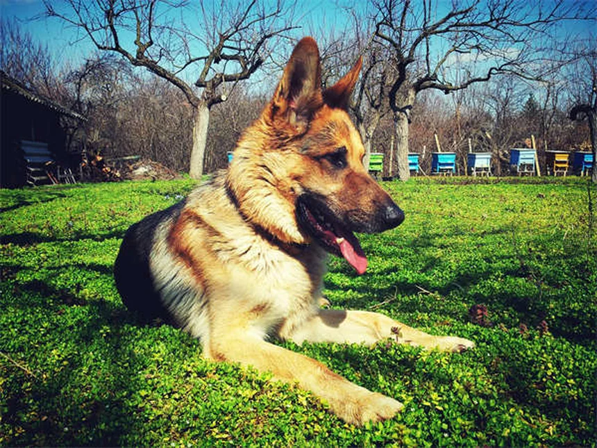 Como acalmar um cão hiperativo: 5 dicas infalíveis para donos exaustos