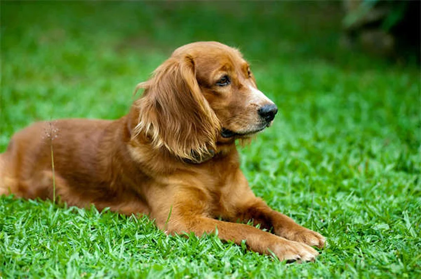 Animais na sala de aula: 5 benefícios incríveis para o aprendizado