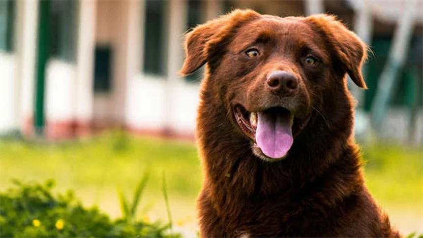 Treponematose em Coelhos: Sintomas, Tratamento e Prevenção
