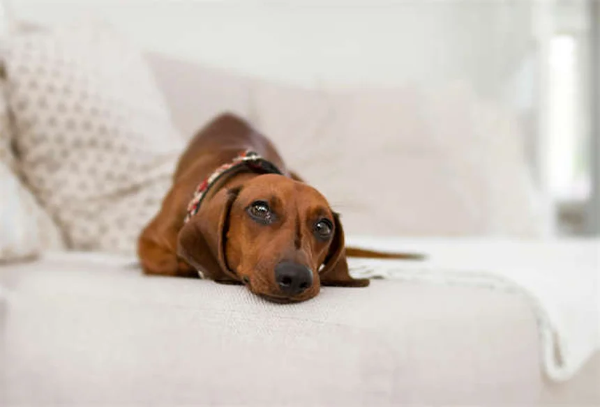 Tricobezoares em Coelhos: Como Identificar e Tratar Esse Perigo Peludo