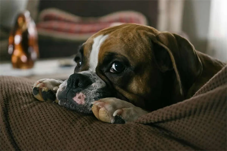 Como eliminar pulgas e carrapatos do seu cão em horas