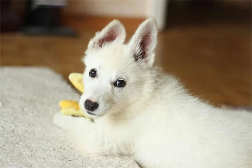 Como Cuidar dos Dentes do seu Hamster: Guia Completo