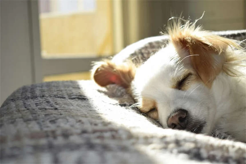 Os 10 Melhores Brinquedos para Cães Idosos: Diversão Garantida!