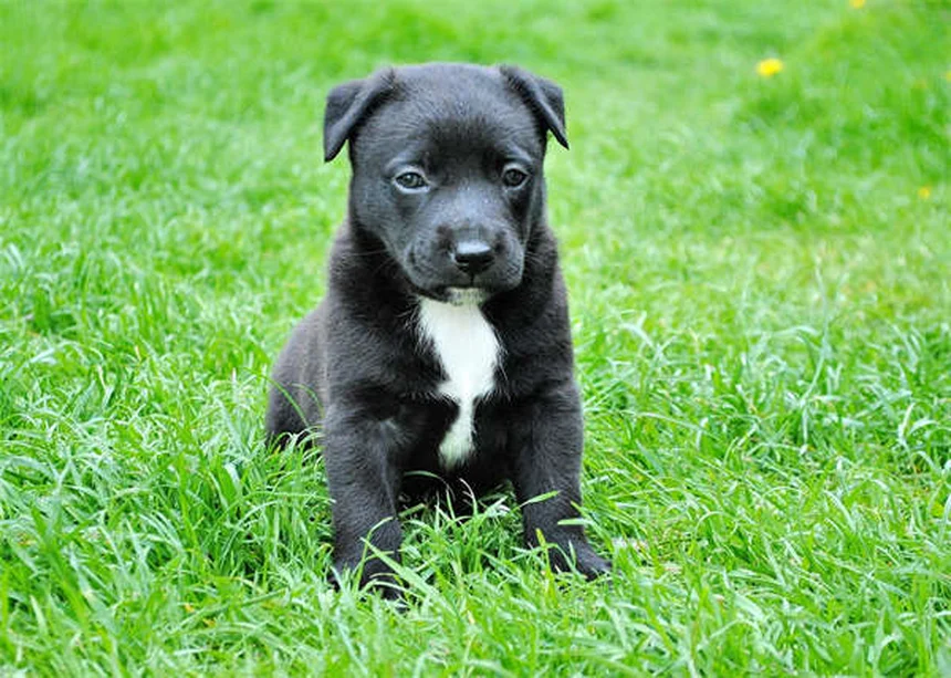 6 Dicas Essenciais Para Armazenar Remédios do Seu Pet Com Segurança