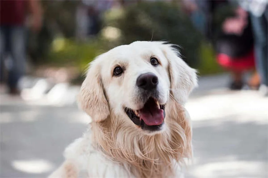 6 Dicas Essenciais Para Armazenar Remédios do Seu Pet Com Segurança